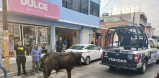 Policías de Texcoco capturan 21 toros que escaparon de un corral en San Felipe