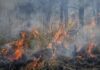 Estado de México castigará con hasta 10 años de prisión a quienes provoquen incendios forestales