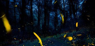 Temporada de luciérnagas 2025 en Amecameca: vive el espectáculo natural en la Sierra Nevada