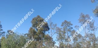 Asesinan a balazos a mujer en camino de terracería en Otumba