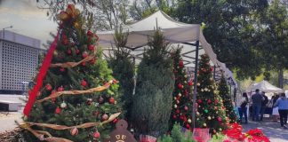 Chapingo lanza venta de árboles de Navidad sustentables en apoyo a comunidades rurales