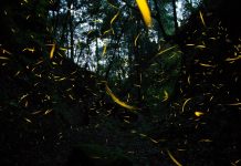 Arranca Ruta de las Luciérnagas 2026 en Amecameca