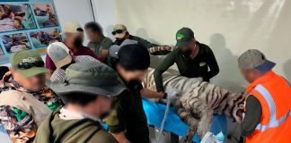 Confirmado: Muere Kenzo tras operativo de rescate; Profepa clausura predio en Tepetlaoxtoc