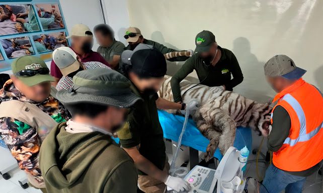 Confirmado: Muere Kenzo tras operativo de rescate; Profepa clausura predio en Tepetlaoxtoc